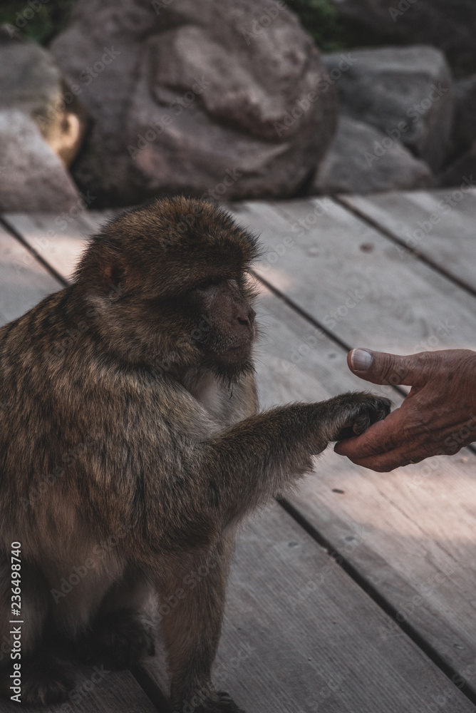 Naklejka premium La Montagne des Singes