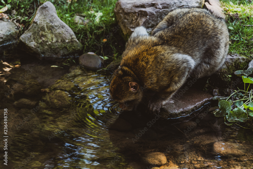 Naklejka premium La Montagne des Singes