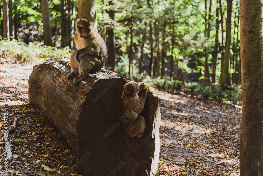 Naklejka premium La Montagne des Singes