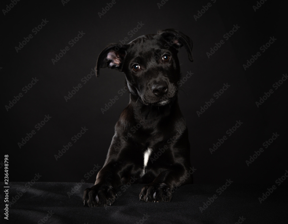 Young black puppy on black background in studio Young black puppy on black background in studio