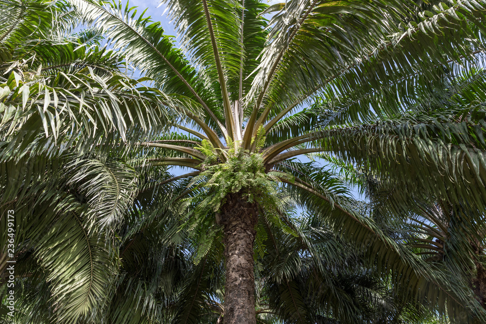 African oil palm plantation in Thailand Asia