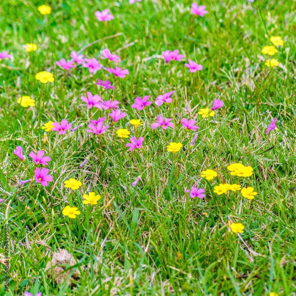 Obraz premium Small Colored Flowers at Grass