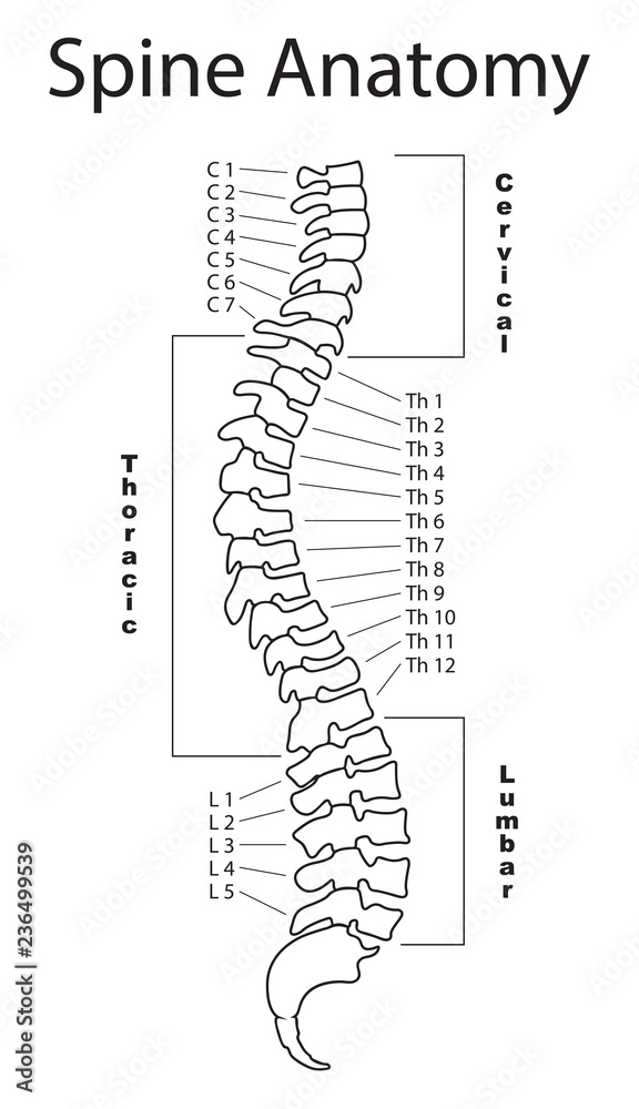 Human spine with description of all regions and segments. Isolated