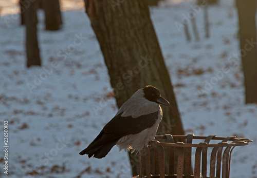Photography birds - crow in the winter