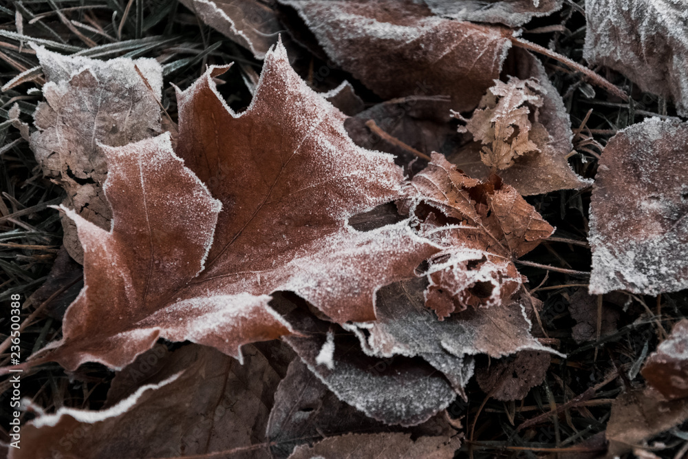 brown maple leaf in frosty frost