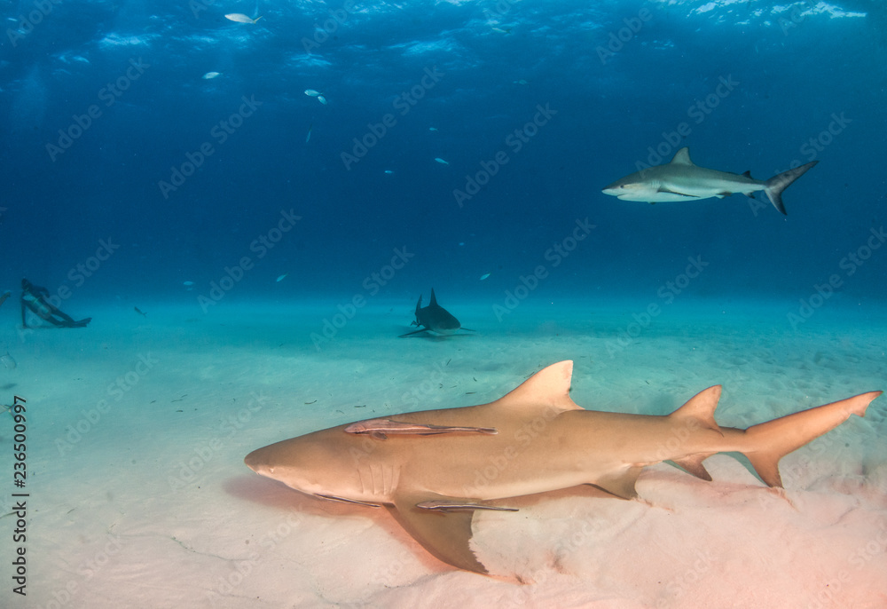 Obraz premium Lemon shark and Caribbean reef sharks at the Bahamas