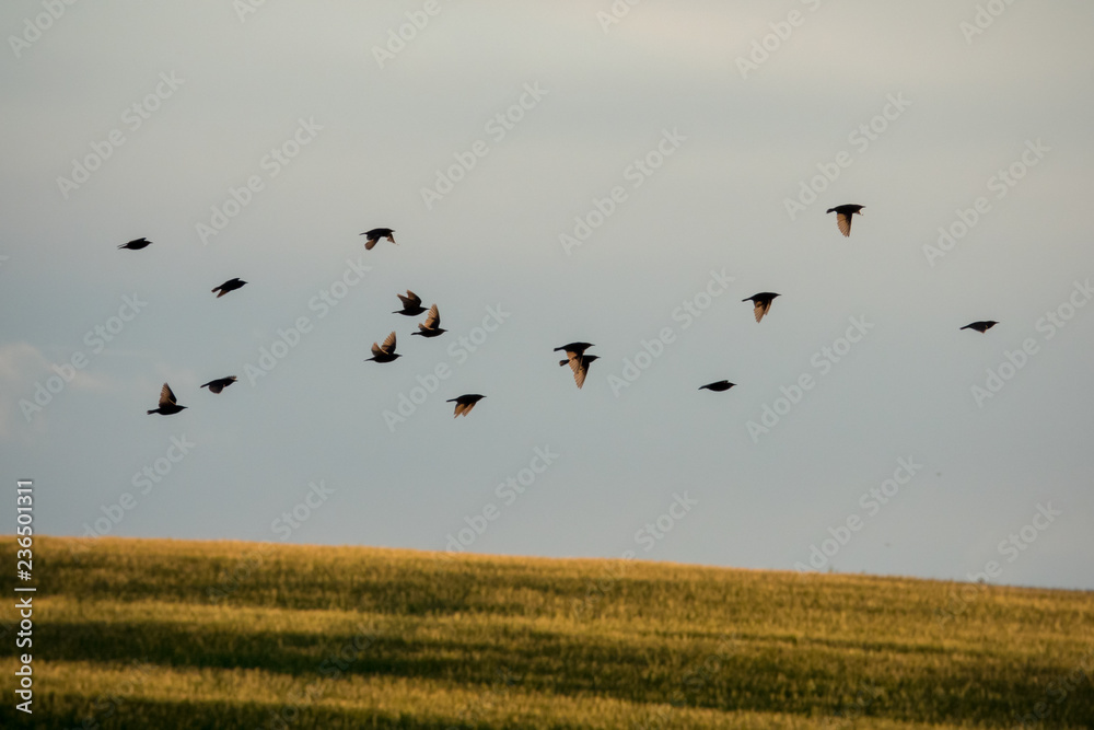 Fototapeta premium Flock of blackbirds above the field