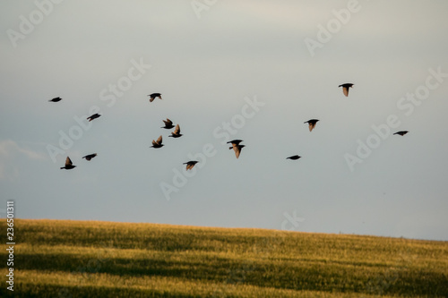 Flock of blackbirds above the field © Zigurds