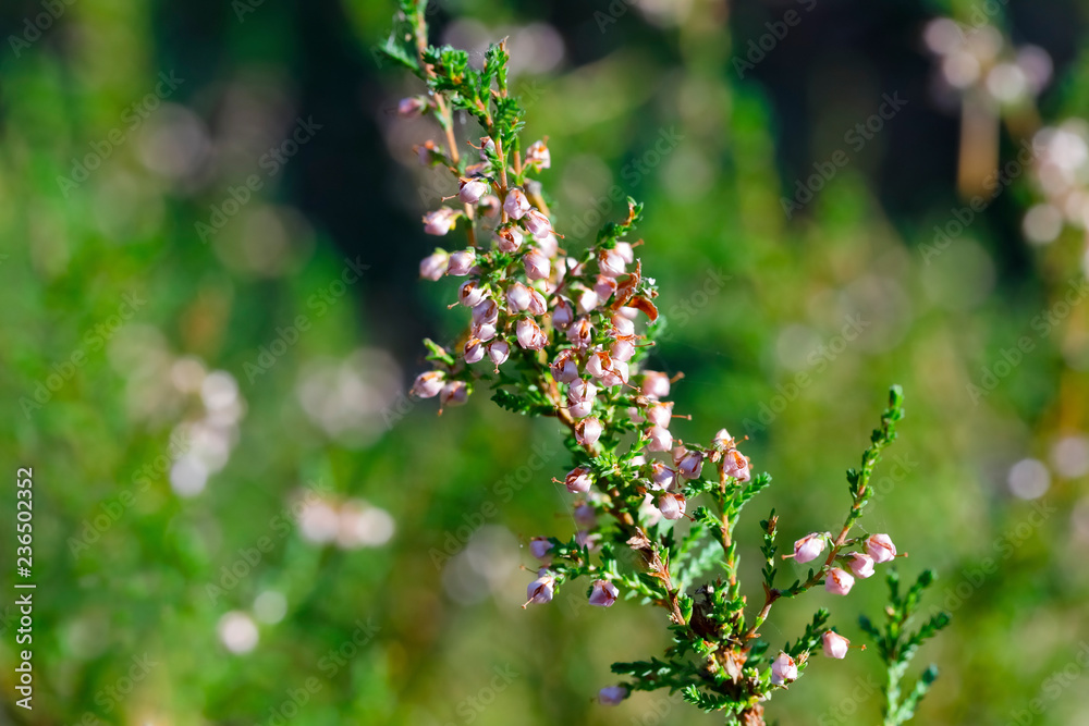 The heather twig in its natural environment The heather twig in its natural environment