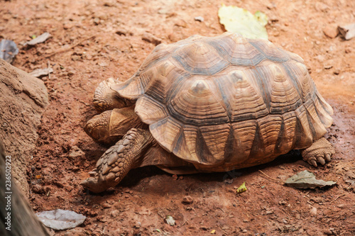 African spurred tortoise (sulcata tortoise) inhabits the southern edge of the Sahara desert, in Africa. As a pet, they require large enclosures, bedding composed grasses and high dietary fiber needs.
