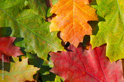 Colored leaves are a sign of autumn