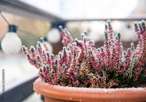 Fototapeta Naklejka Na Ścianę i Meble -  Pink heather flower growing in terracotta color garden pot, outdoors on terrace in winter, covered with white frost.