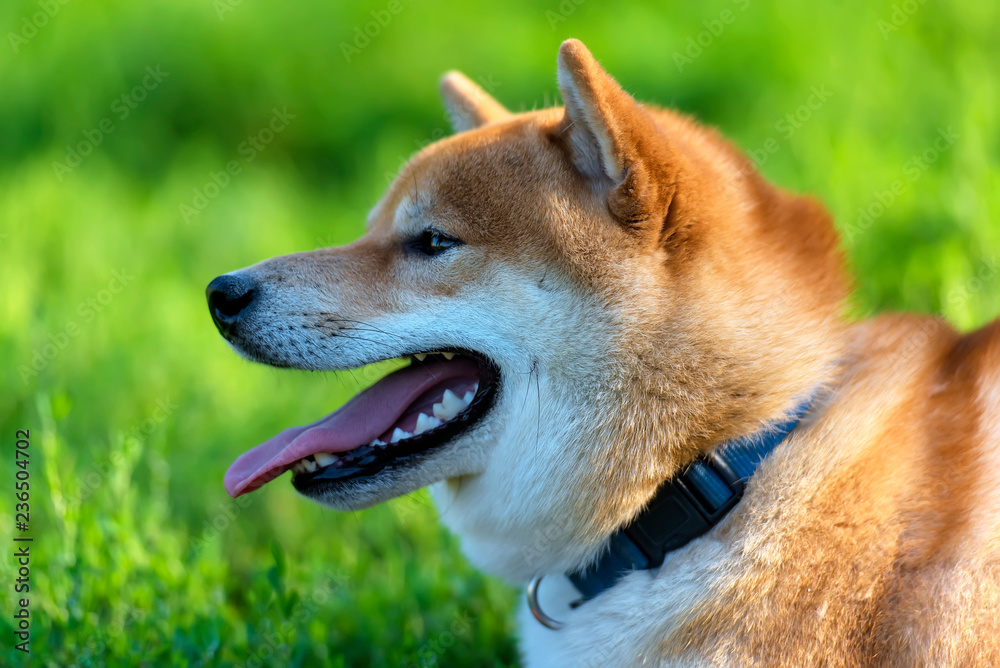 red Shiba inu dog in summer