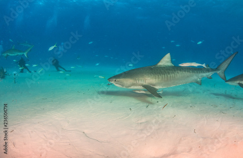 Tiger shark at Tigerbeach  Bahamas