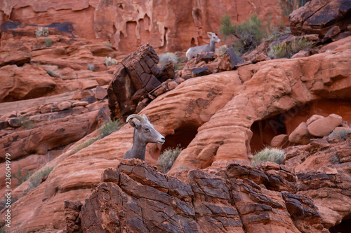 A female Desert Bighorn Sheep in the Valley of Fire State Park. Taken in Nevada, United States.