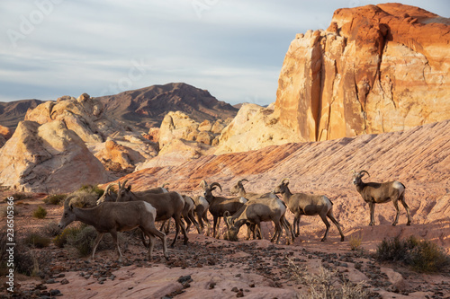 A family of female Desert Bighorn Sheep in Valley of Fire State Park. Taken in Nevada  United States.