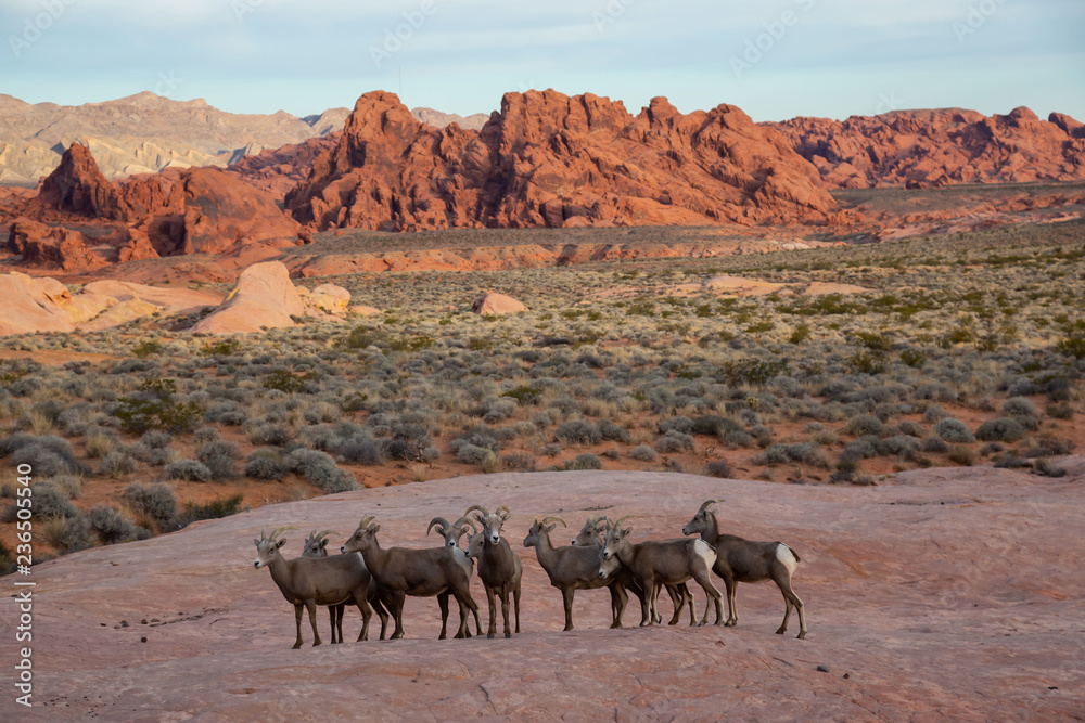 A family of female Desert Bighorn Sheep in Valley of Fire State Park. Taken in Nevada, United States. A family of female Desert Bighorn Sheep in Valley of Fire State Park. Taken in Nevada, United States.