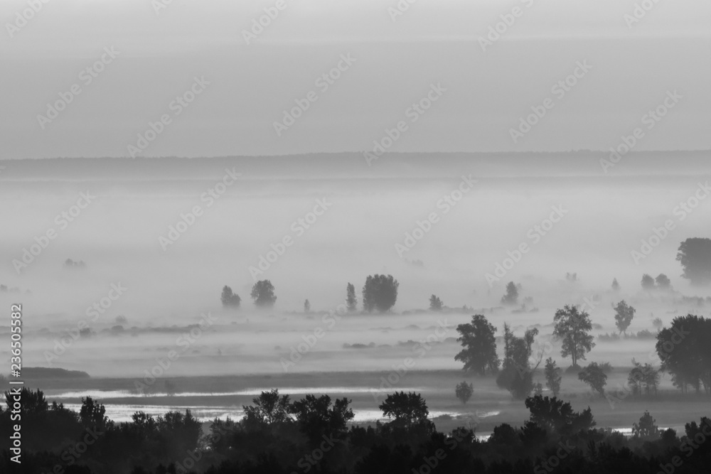 Mystic view on forest under haze at early morning in grayscale. Mist among tree silhouettes near water under predawn sky. Monochrome calm morning atmospheric minimalistic landscape of majestic nature.