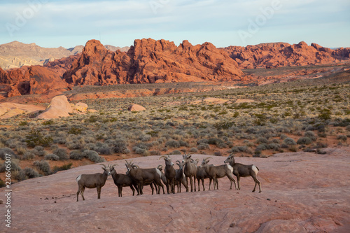 A family of female Desert Bighorn Sheep in Valley of Fire State Park. Taken in Nevada  United States.