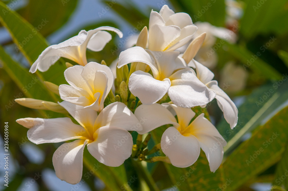 Fototapeta premium White flowers on a frangipani tree, White Plumeria, an ornamental tropical plant, Thailand.