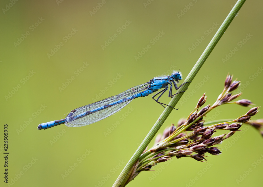 Damselfly Damselfly