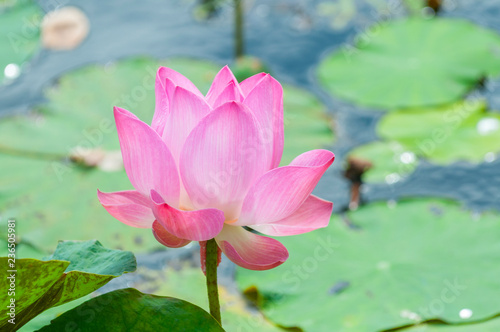 Nelumbo nucifera, also known as Indian lotus, sacred lotus, bean of India, or simply lotus, Asia.
