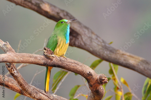 The blue bearded bee eater (Nyctyornis athertoni), Jim Corbett National Park India Asia. photo