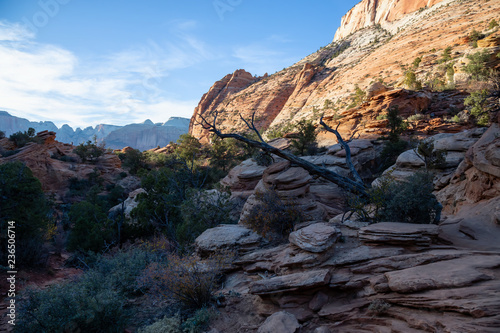 Beautiful landscape view in the Canyon during a sunny evening. Taken in Zion National Park, Utah, United States.