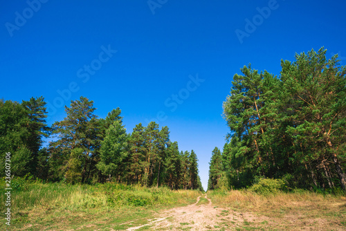 Dirt road in glade among coniferous trees in sunlight. Meadow in conifer forest in sunny day. Rich vegetation under blue clear sky. Beautiful majestic picturesque nature. Wonderful green landscape.