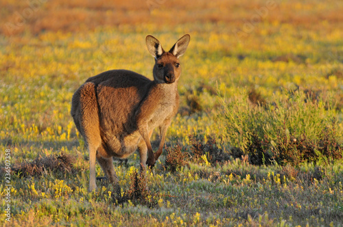 Eastern grey kangaroo (Macropus giganteus) Coorong National Park Australia.