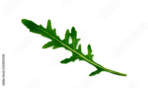 cilantro leaf on white background