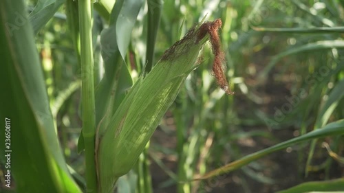 corn cob field