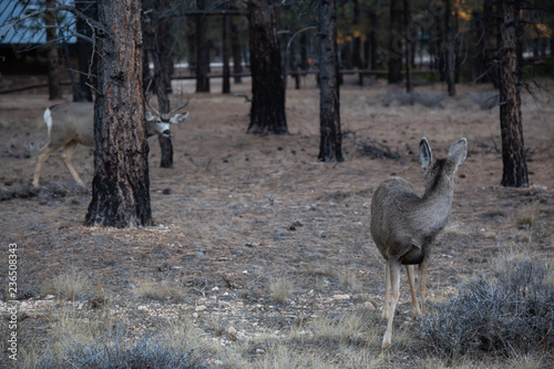 Young group of mule deers in the forest. Taken in Bryce Canyon National Park  Utah  United States.