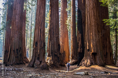 Single Man with Huge Grove of Giant Sequoia Redwood Trees in California Forest photo