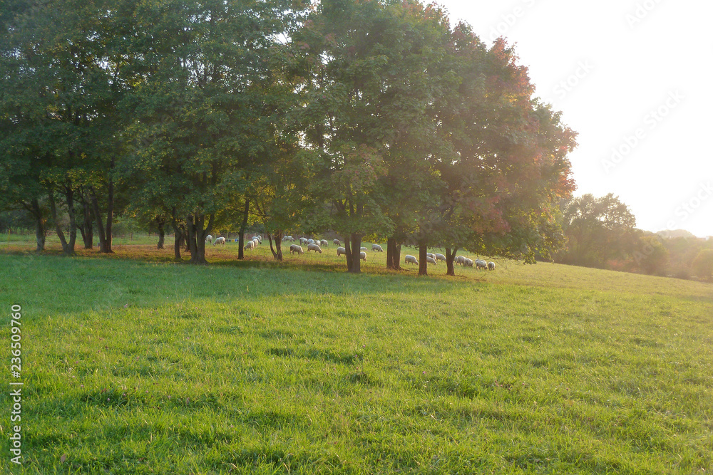 Fototapeta premium Ausschnitt von Naturlandschaft mit Herde von Schafen unter Baumgruppe im Gegenlicht bei Sonnenuntergang