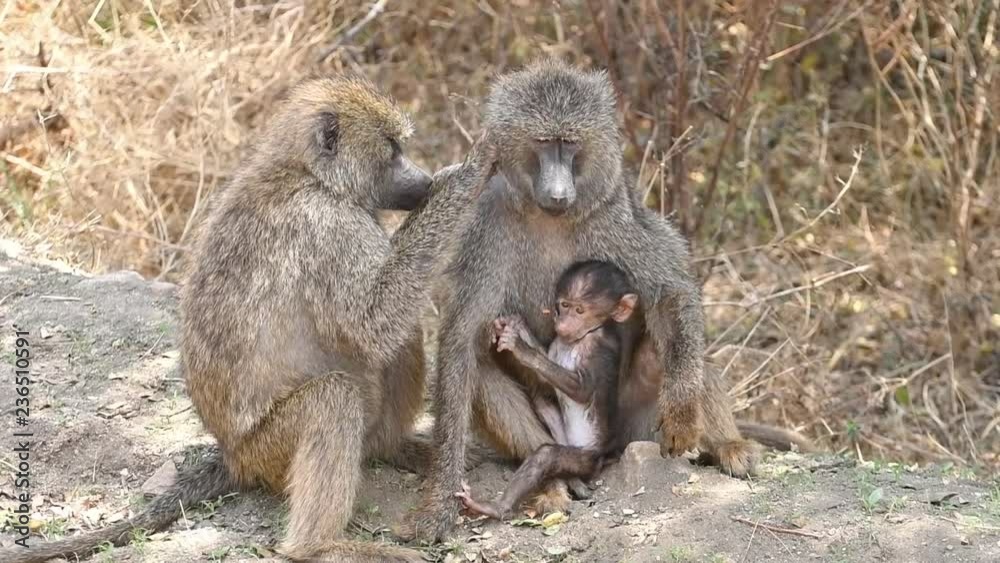 Family of Baboons grooming with small baby Family of Baboons grooming with small baby