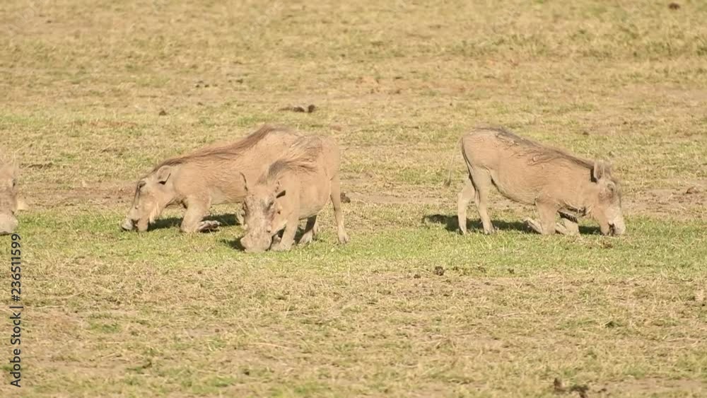 Warthogs eating in Africa Warthogs eating in Africa