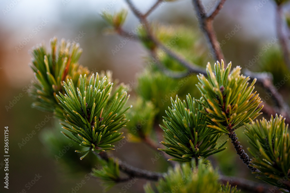 pine tree trunks and branches with green needles in swamp area pine tree trunks and branches with green needles in swamp area