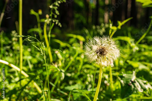 green summer foliage details abstract background