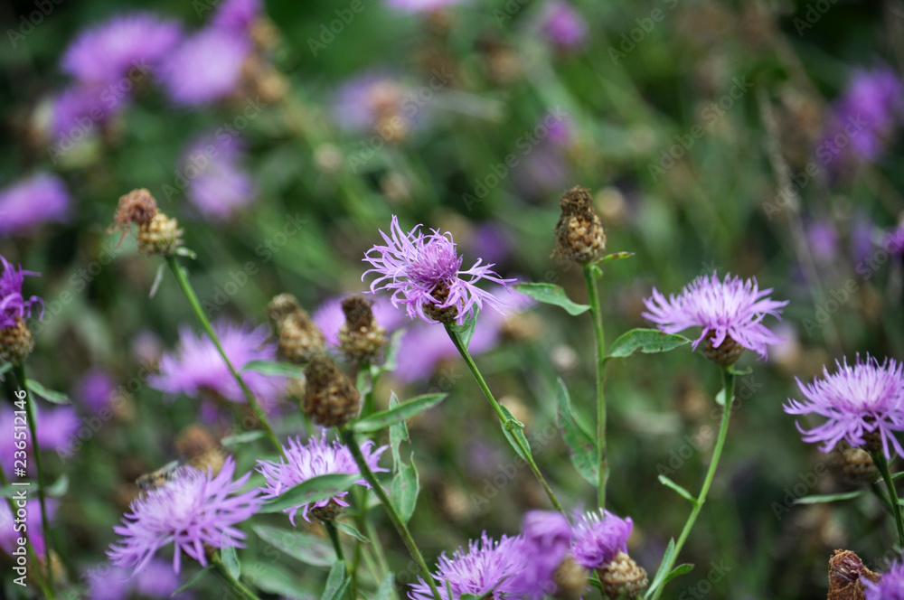 Blossom cornflower with purple image of flowers Blossom cornflower with purple image of flowers