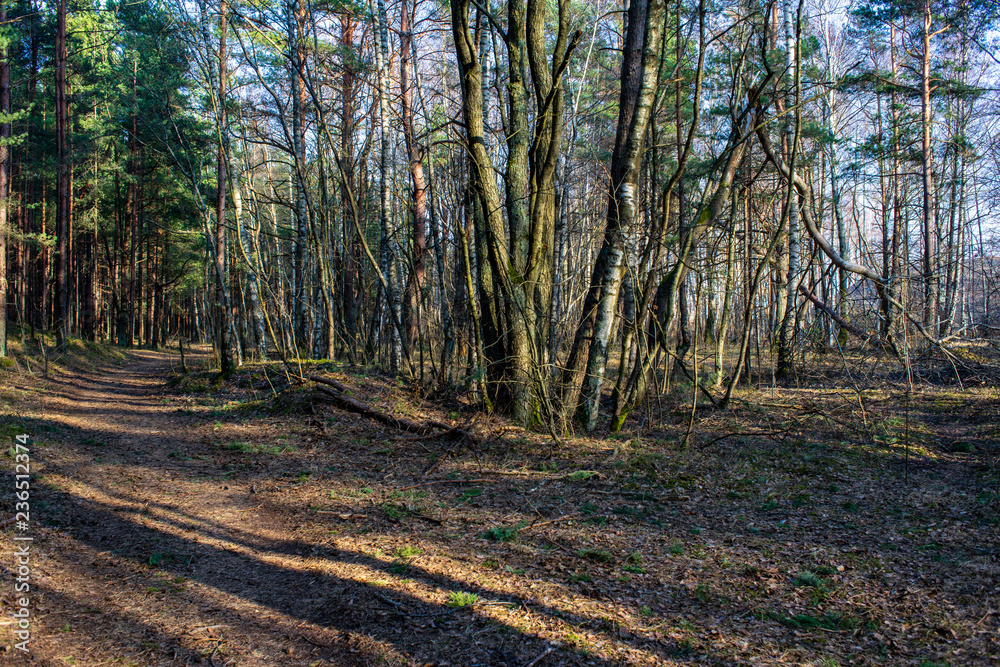 Obraz premium wet empty forest in early spring trees without leaves