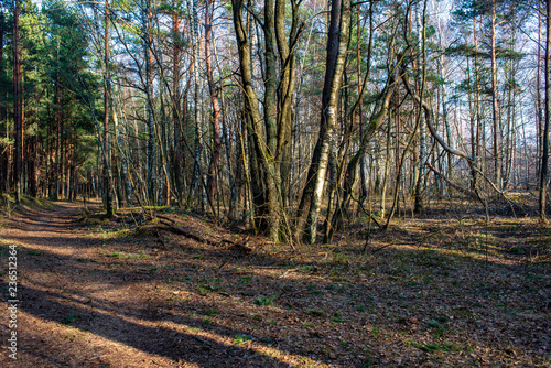 wet empty forest in early spring trees without leaves