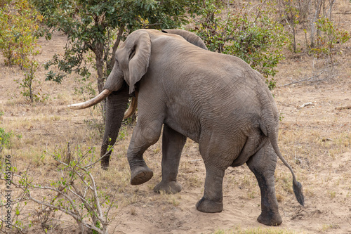 Elefant 69