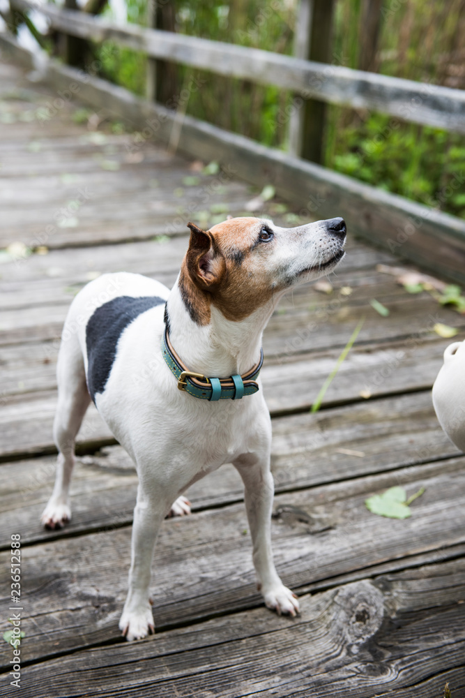 Dog walking on a dock Dog walking on a dock