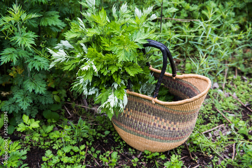 Basket containing mugwort photo