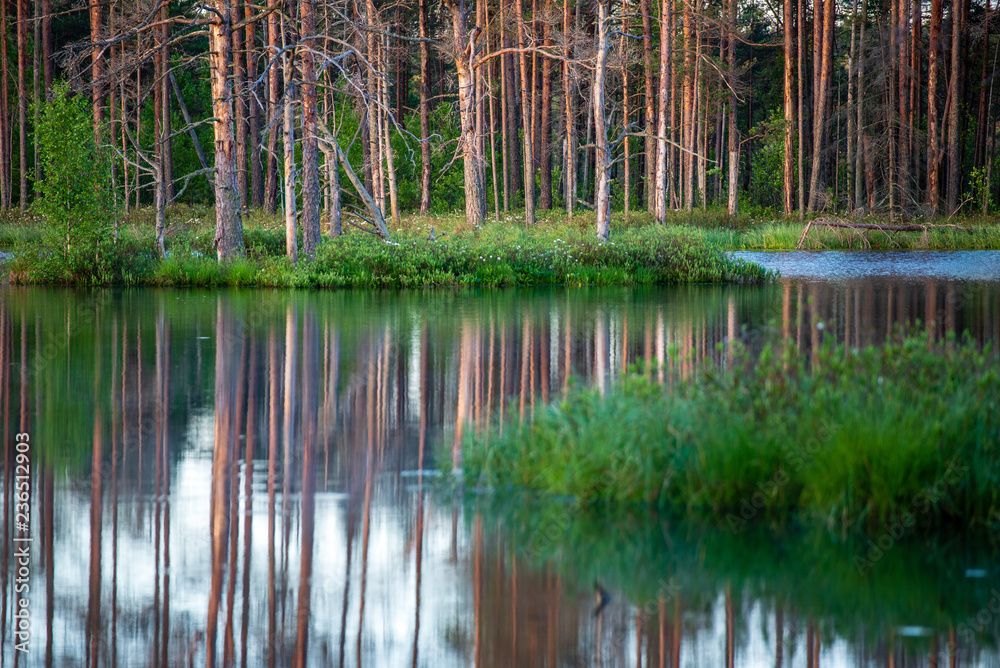 Obraz premium late evening sun over swamp lakes in summer
