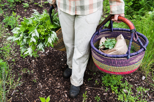 Woman holding a basket of plants photo