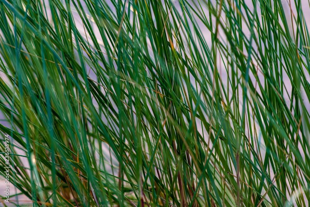 Obraz premium green summer foliage details abstract background