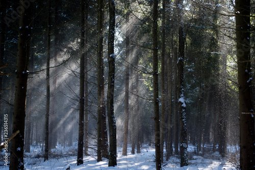winter forest with sun rays piercing through the trees