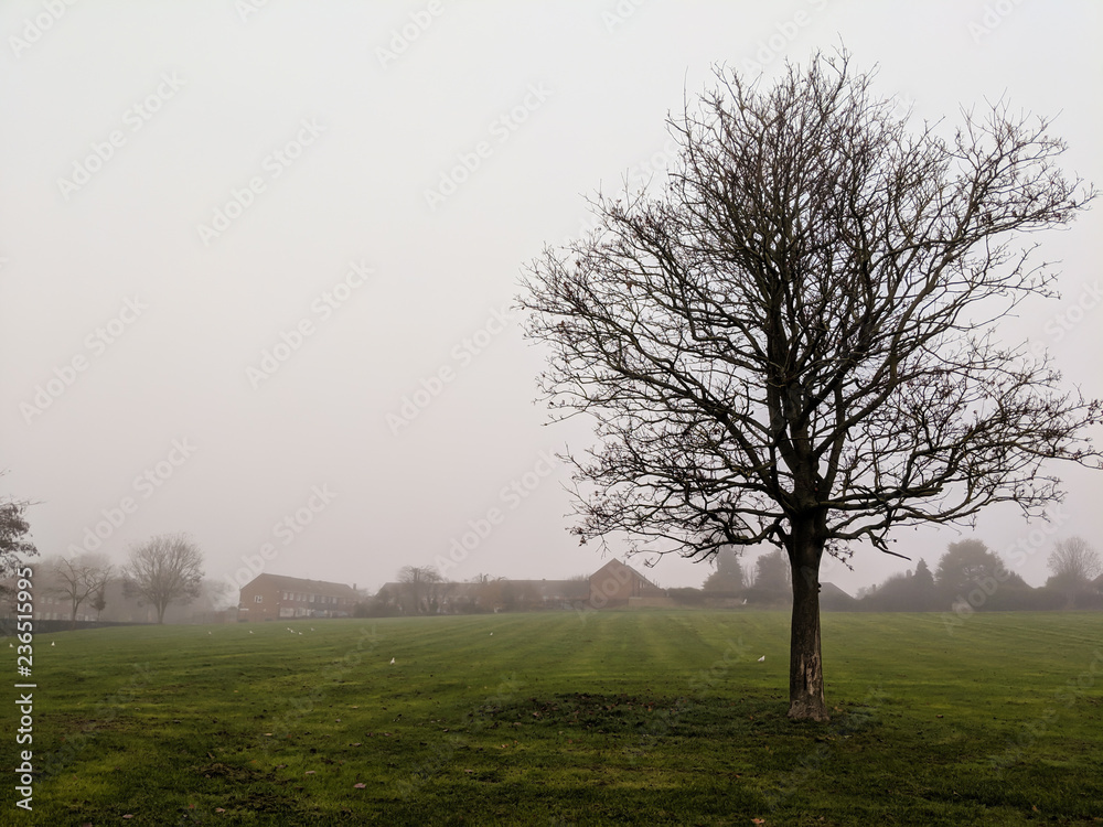 Bare oak tree in a park on a misty morning Bare oak tree in a park on a misty morning